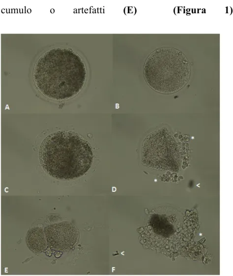 Figure 1. Equine oocyte after in vitro maturation for 24 hours, fluorescence microscope 