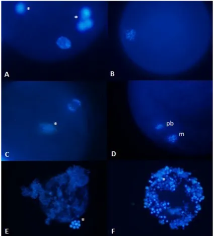 Figure 2. Equine oocyte after DNA staining with fluorescence microscope (10-20x) 