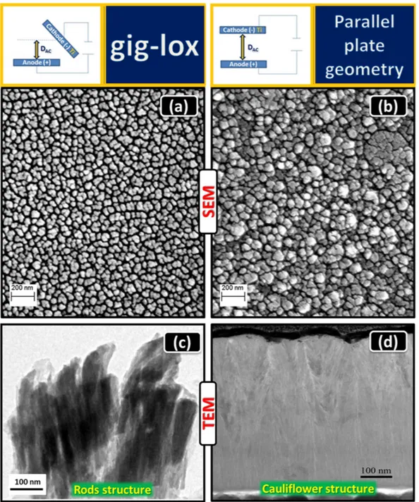 Figure 2.  Morphological analyses of the as prepared samples. FE-SEM images in plan-view of TiO2  (a) in  gig-lox and (b) in ppg configurations