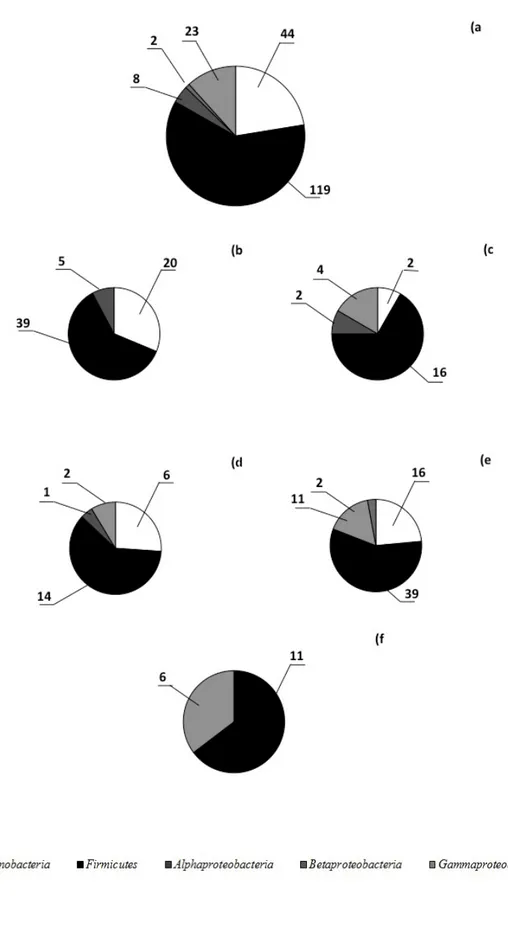 Figure  5.3  Phylogenetic affiliation of isolates from the permafrost samples. a: Total diversity; b: BC-1; c:  BC-2; d: BC-3; e: EP; f: DY 