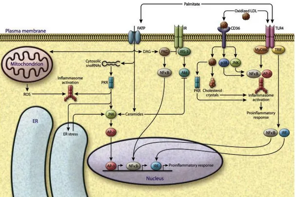 Fig.  5:  FFA-induced  lipotoxicity.  Increased  amount  of  toxic  lipids  causes  failure  of  metabolic 