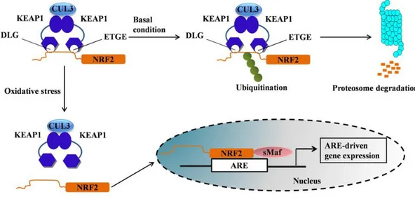Fig.  7:  Schematic  mechanism  of  Nrf2  activation.  Under  basal  conditions,  Nrf2  binds  to  its 