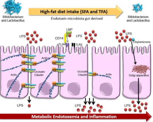 Fig. 9: Effect of a diet rich in lipid on  intestinal barrier. A high intake of FFA can disrupt TJs 