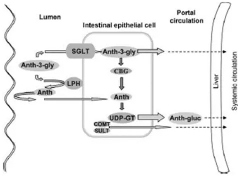 Fig.  14:  Mechanism  of  intestinal  absorption  of  anthocyanins.  The  anthocyanins  are  mainly 
