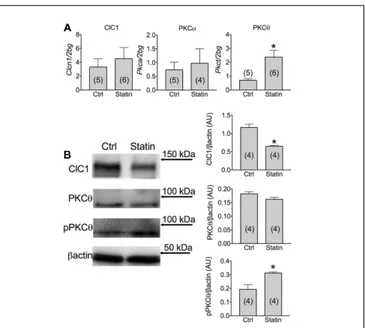 FIGURE 2 | Activity of mitochondrial enzymes as a biochemical markers was measured in muscle biopsies of statin-treated myopathic (statin) and untreated (ctrl) subjects