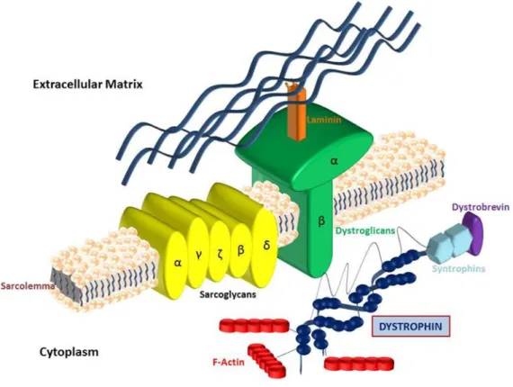 Figure 2. Illustrative image of dystrophin-glycoproteins complex 