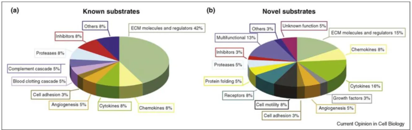 Figure 3. From Morrison et all. [87]: in (a) the percentage of previously identified MMP  substrates of which ECM molecules and regulators predominate; in (b) many novel substrates  identified by proteomics