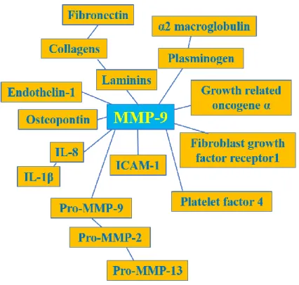 Figure 4. Modified from Patterson et al. [107]: a selection of the MMP-9 known molecular  interaction network