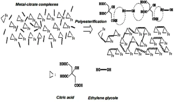 Figure 1. Reaction mechanism for esterification of citric acid with ethylene glycol (a) [21] and reaction mechanism of chelation of iron nitrate by polymer (b)