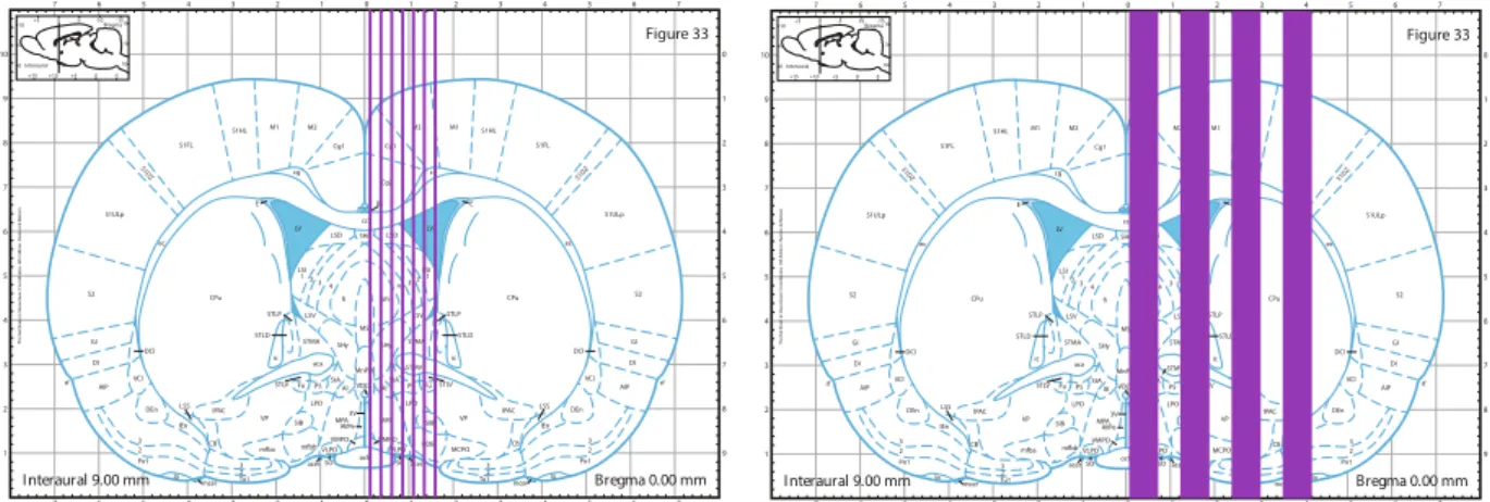 Figure 5.  Brain regions of rats irradiated with an array of 7 microbeam, 100  µm wide, and spaced by 400 µm  with an incident peak dose of 360 Gy (left image) or an array of 4 minibeams, 600  µm wide and spaced by  1200  µm with an incident peak dose of 1