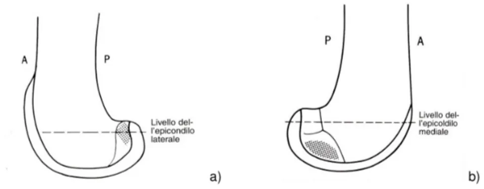 Fig.  5.:  Inserzione  del  legamento  crociato  anteriore  (a),  e  del  crociato  posteriore  (b),  sui  epicondili femorali
