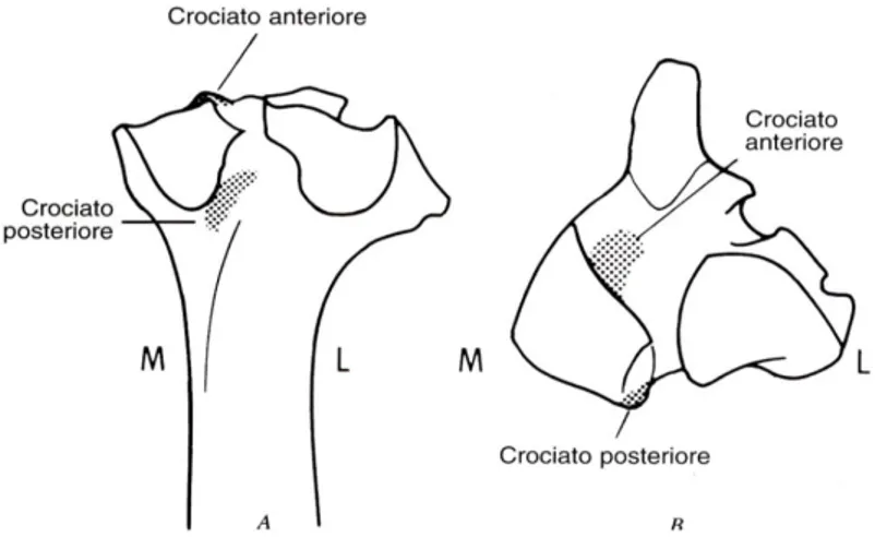Fig. 6: Raffigurazione delle superfici caudale (A) e dorsale (B) della tibia, in cui si mostrano la forma ed i rapporti  delle inserzioni tibiali dei legamenti crociati craniale e caudale
