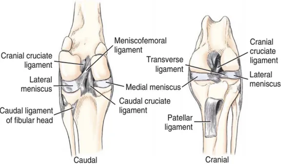 Figura 7: Anatomia dell'articolazione del ginocchio nel cane (Evans H.E. and deLahunta A