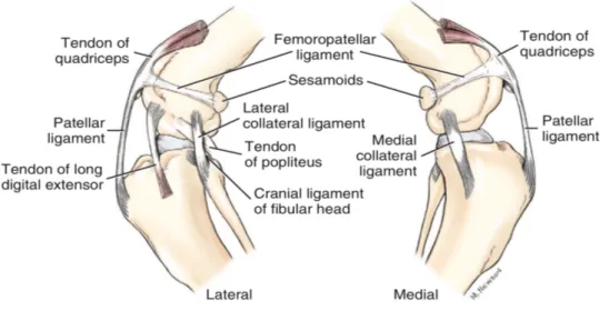 Fig. 1.: Articolazione del ginocchio, veduta laterale e mediale. (Evans H.E. and deLahunta A