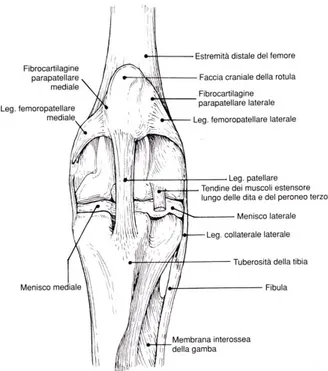 Fig. 4: Veduta craniale dell’articolazione del ginocchio. (Barone R. 2000))  