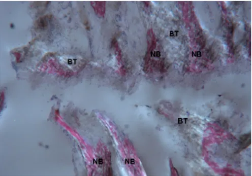 Figure 15. Test at 30 days. Under polarized light, newly-formed bone (NB) undergoing  mineralization could be observed