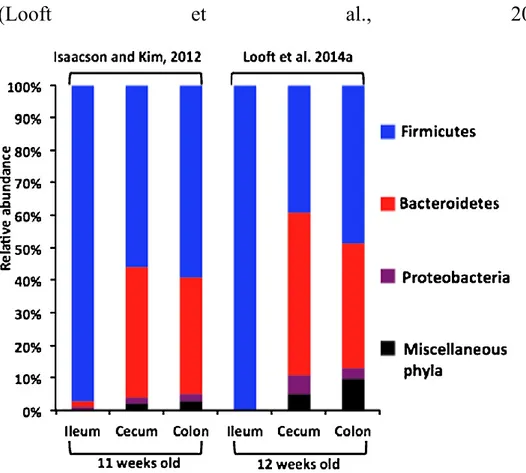 Fig.  3:  Composizione  del  microbiota  in  diversi  distretti  anatomici  dell’apparato digerente