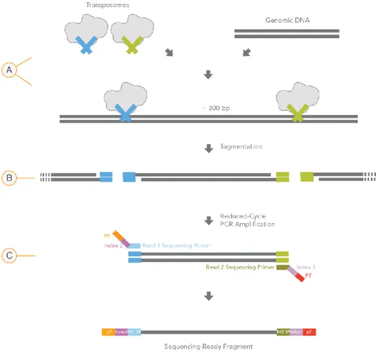 Fig.  9:  Workflow  preparative  della  libreria  col  metodo  enzimatico  Nextera  Illumina