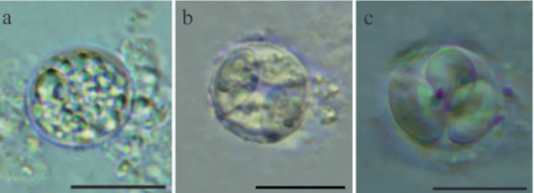 Fig. 1. Oocysts of Eimeria dicentrarchi from the mucus and intestinal scrapings of european sea  bass; fresh mounts