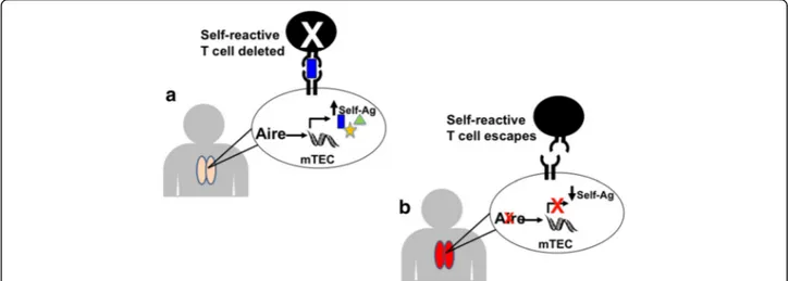 Fig. 1 a and b Aire promotes expression of self-antigens in mTECs and deletion of self-reactive T cells within the thymus