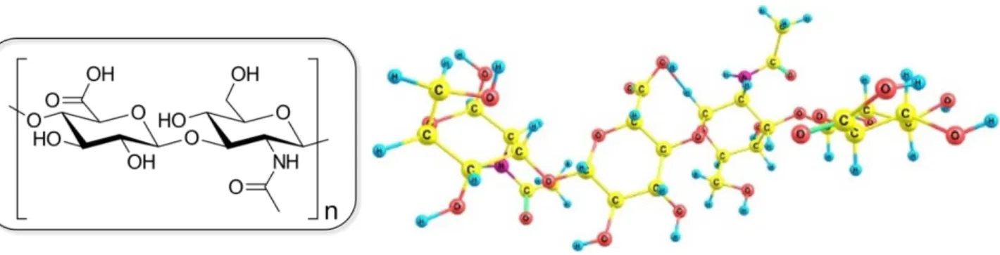 Figure 12 Chemical and molecular structure of hyaluronic acid 