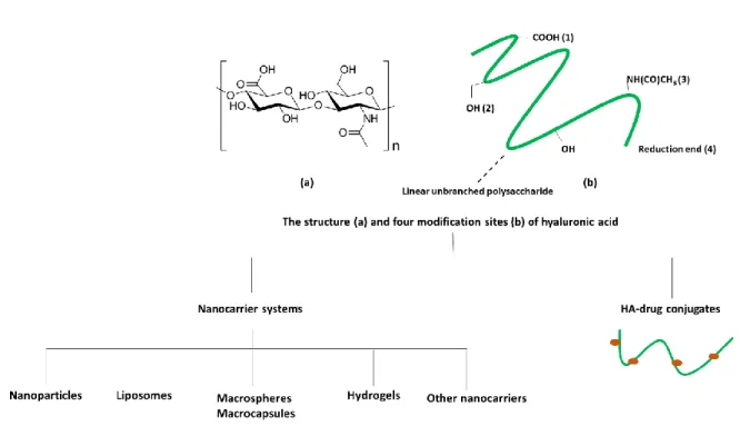 Figure 14 (a) Hyaluronic acid molecular formula and (b) evidence of functional groups suitable for chemical modification for the  generation of superior structured systems  
