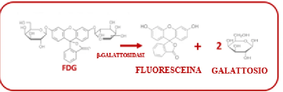Figura 6.4 - Reazione di scissione operata dall‘ enzima β-galattosidasi in FDG 