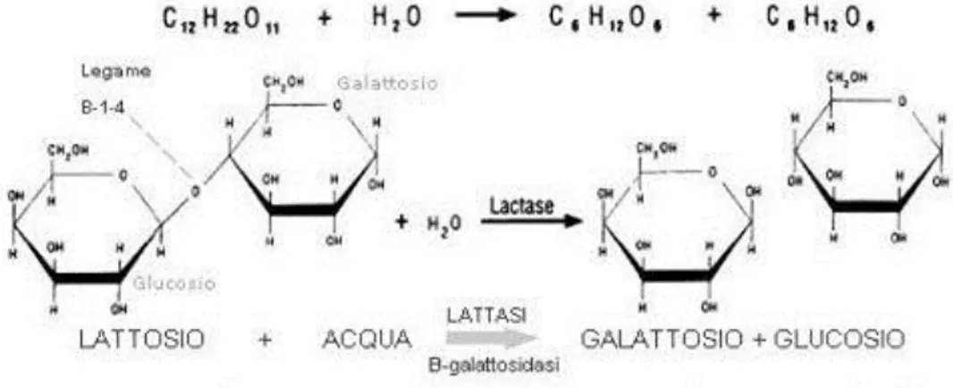 Figura 1.1 – Reazione di idrolisi del lattosio, operata dall‘enzima β-galattosidasico lattasi, nei suoi 