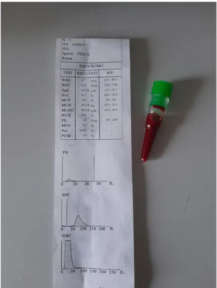 Figura 6b. Prelievo di sangue di Mugil cephalus in Miniplast con EDTA ed  esame emocromocitometrico