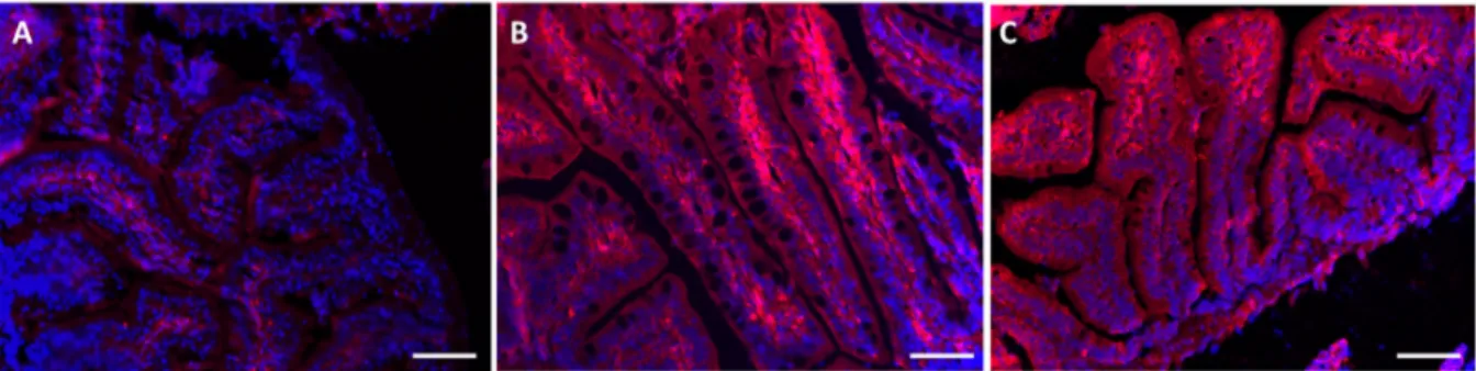 Fig. 21 Espressione di MT nel tessuto intestinale: A) CTRL; B) NPa; C) NPc. Scale bar 200 µm
