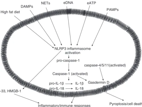 Figure 1. The main stimuli involved in inflammasome activation and related intra- and extracellular functional responses