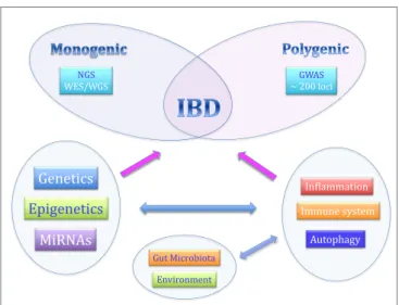 FIGURE 1 | The complex pathogenesis of inflammatory bowel  diseases.