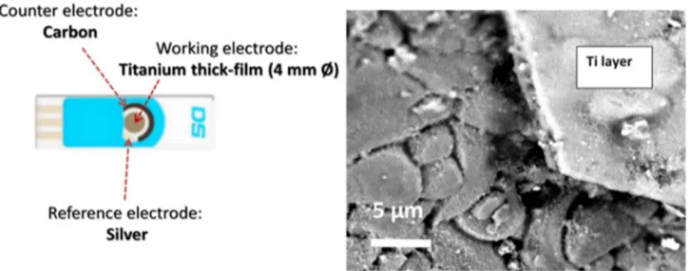 Figure 1 shows a diagram of the electrochemical sensing platform used. In order to fabricate the modified electrode, the Ti working electrode of the screen-printed electrode was subjected to an anodisation process under the conditions reported in Section 2