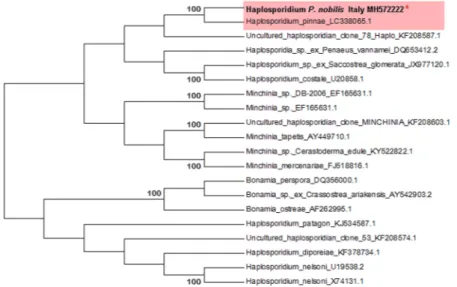 Figure 9.  Neighbour-joining tree of the 18S rDNA sequence of haplosporidian parasite