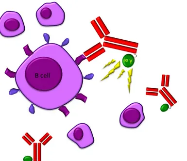 Figure 1:The radio-labeled antibody 90 Y-ibritumomab tiuxetan (Zevalin) binds to cells with CD20 receptors  producing a crossfire effect