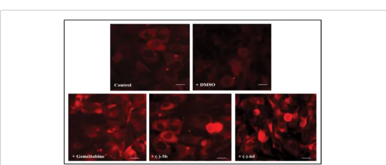 Figure 6:  Fluorescent microscopic analysis  of  caspase-3 cleavage in FTC-133  human thyroid cancer cell lines untreated (Control) or DMSO without drugs 
