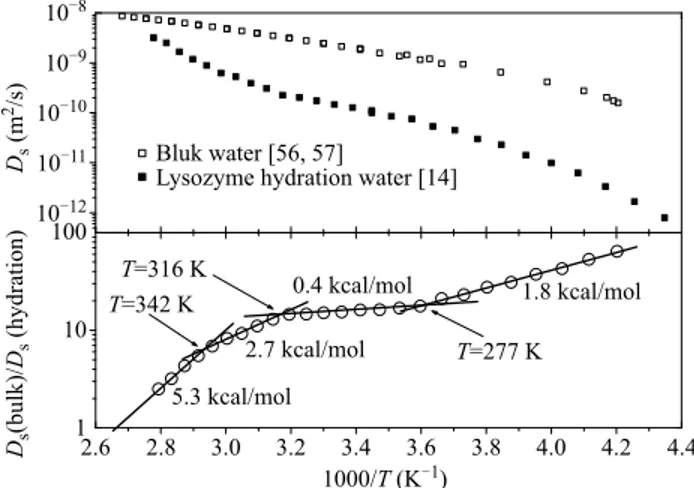 Figure 2 shows in the bottom panel a log-linear plot of the ratio between the self-diﬀusion coeﬃcient  mea-sured in bulk water [56, 57] and the self-diﬀusion  coeﬃ-cient measured in hydrated lysozyme with h = 0.3 versus the inverse of the temperature