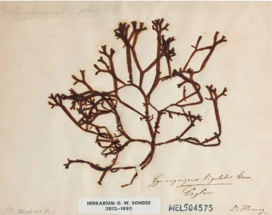 Fig.  1.  Lectotype  of  Gymnogongrus ligulatus Harvey ex Kützing (MEL 504575), reproduced with  permission from the National Herbarium of Victoria (MEL), Royal Botanic Gardens Melbourne.