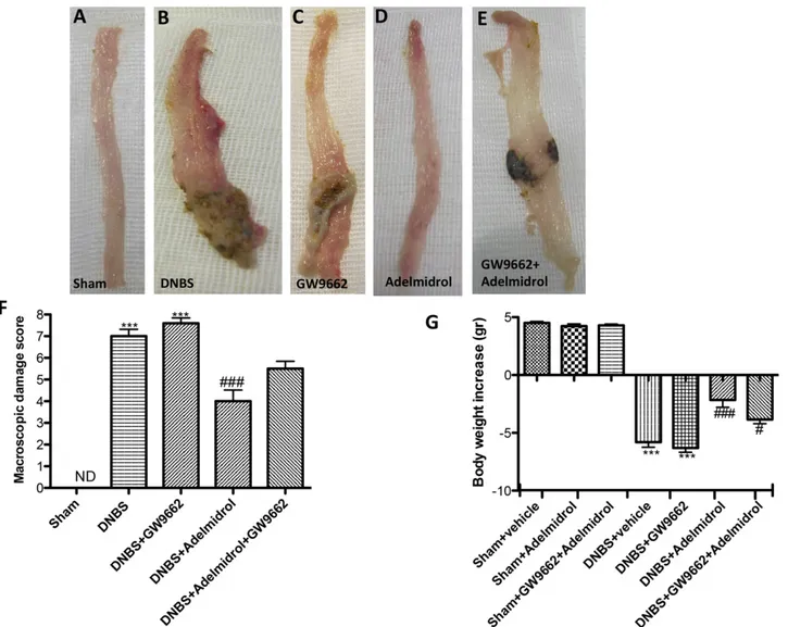 Fig. 8. Role of PPARg receptors in the systemic anti-inflammatory effects of adelmidrol in DNBS-induced colitis