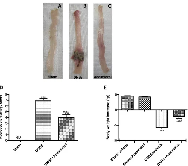 Fig. 1. Effects of adelmidrol on macroscopic damage and body weight in DNBS-induced colitis