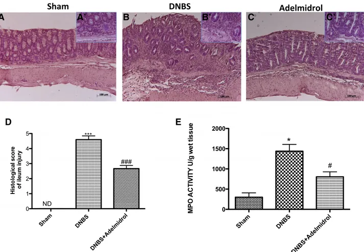 Fig. 2. Effects of adelmidrol on histologic damage and MPO activity in DNBS-induced colitis