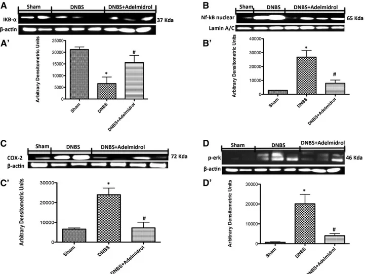 Fig. 3. Effects of adelmidrol treatment on NF-kB pathway, COX-2, and p-ERK expression in DNBS-induced colitis