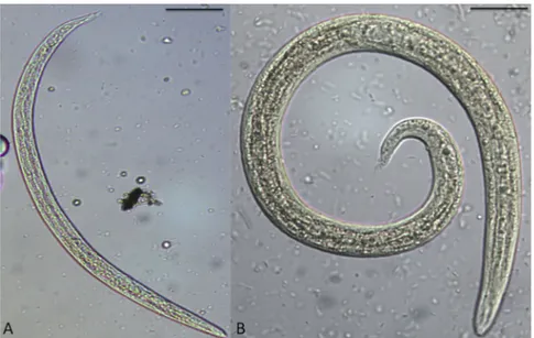 Fig. 1. First-stage larvae (L1) of Troglostrongylus brevior (A) and Aelurostrongylus abstrusus (B) (Scale bar = 50 ␮m)