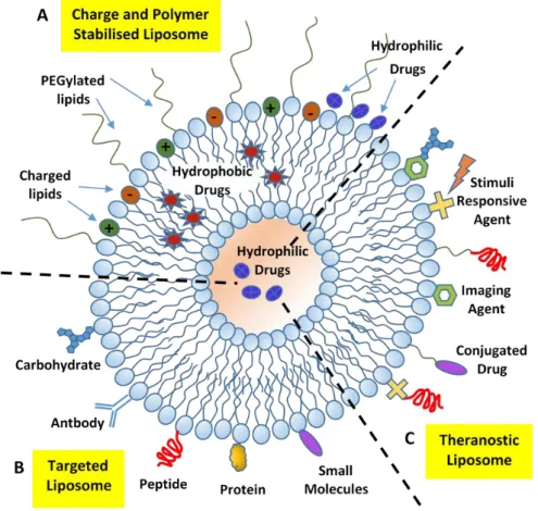 Figure 11. Schematic representation of the different types of liposomal drug delivery systems: Charge  and polymer stabilized (A), targeted (B), and theranostic (C) liposomes