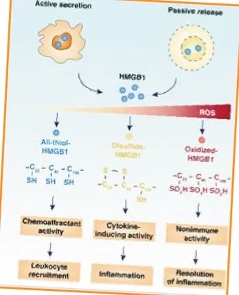 Fig. 2  Effetti  dell’HMGB1  sul sistema immunitario