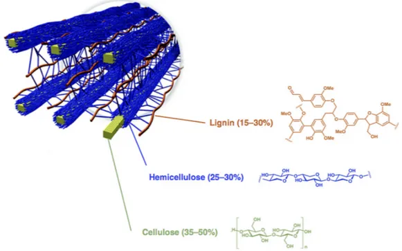 Figure 1. Arrangement of cellulose, hemicellulose and lignin in lignocellulosic biomasses