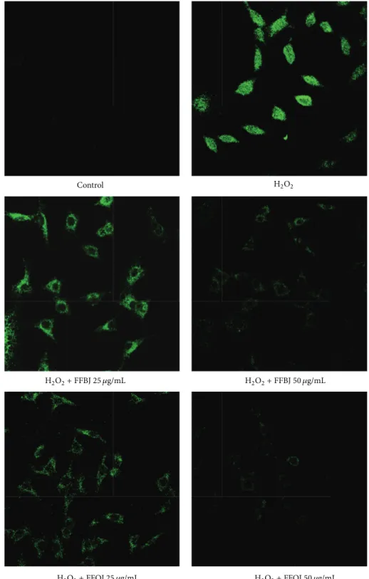 Figure 4: Confocal laser scanning microscope images of DCF-DA-stained cells. A549 cells grown on cell slides were preincubated with FFBJ or FFOJ and after 18 h exposed to H 2 O 2 200 