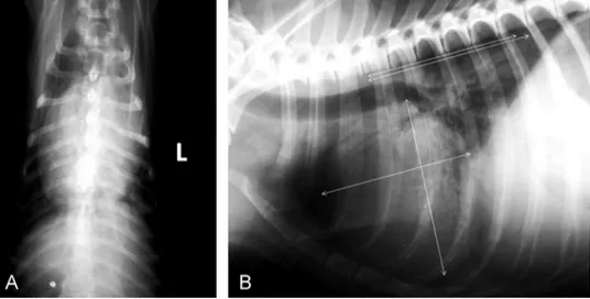 Fig. 3. Lateral (A) and ventrodorsal (B) radiographic views of the abdomen: mirror-image of abdominal organs.