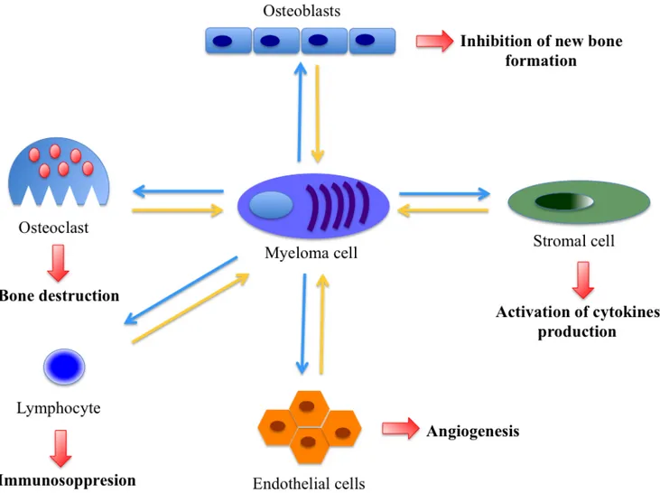Figure 1: Interplay between various micro-environmental cells promoting angiogenesis and proliferation in multiple  myeloma.