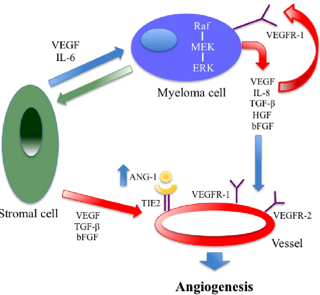 Figure 4: Autocrine and paracrine VEGF-mediated pathways in multiple myeloma: both are important for tumor  angiogenesis and growth
